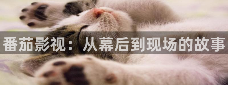 木瓜免费视频：番茄影视：从幕后到现场的故事