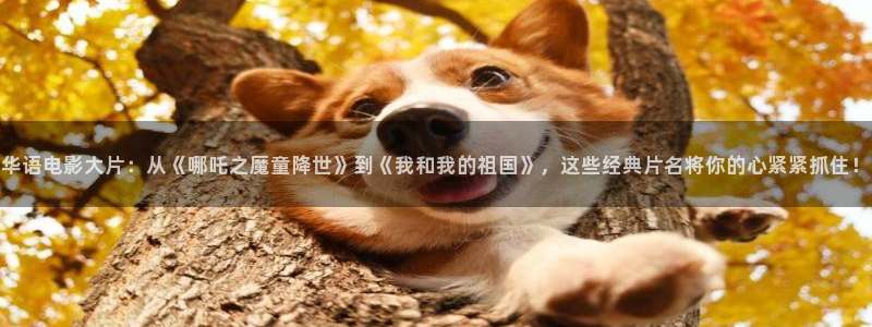 木瓜影院最：华语电影大片：从《哪吒之魔童降世》到《我和我的祖国》，这些经典片名将你的心紧紧抓住！